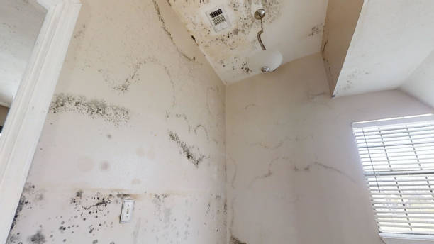 Best Water Damage & Mold Remediation  in Poplar Bluff, MO