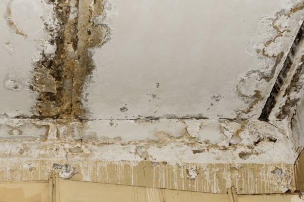 Reliable Poplar Bluff, MO Mold Inspection, Removal & Remediation Solutions